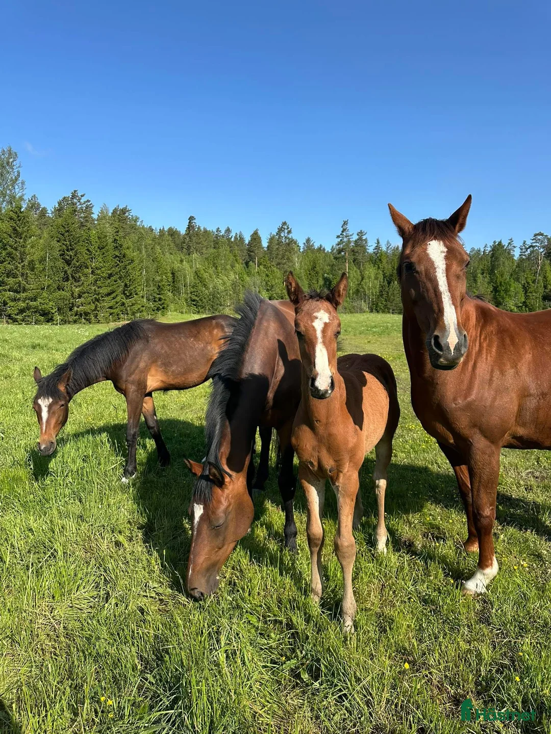 Galleribild {{count}}