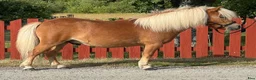 Sällskap hästar till salu: Shetlandsvalack mini - Annons 1
