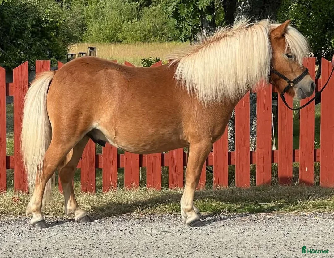 Sällskap hästar till salu: Shetlandsvalack mini - Annons 1