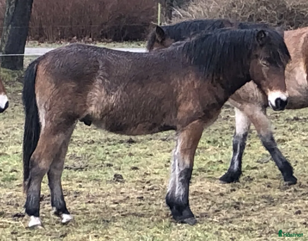 Allround hästar till salu: Gotlandsruss - Annons 1