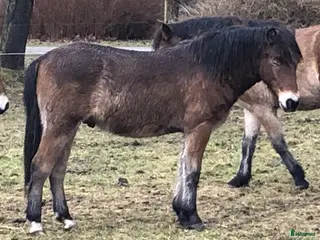 hästar Gotlandsruss - Annons 4