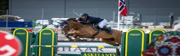 Hoppning hästar till salu: Super ridehest selges - Annons 4