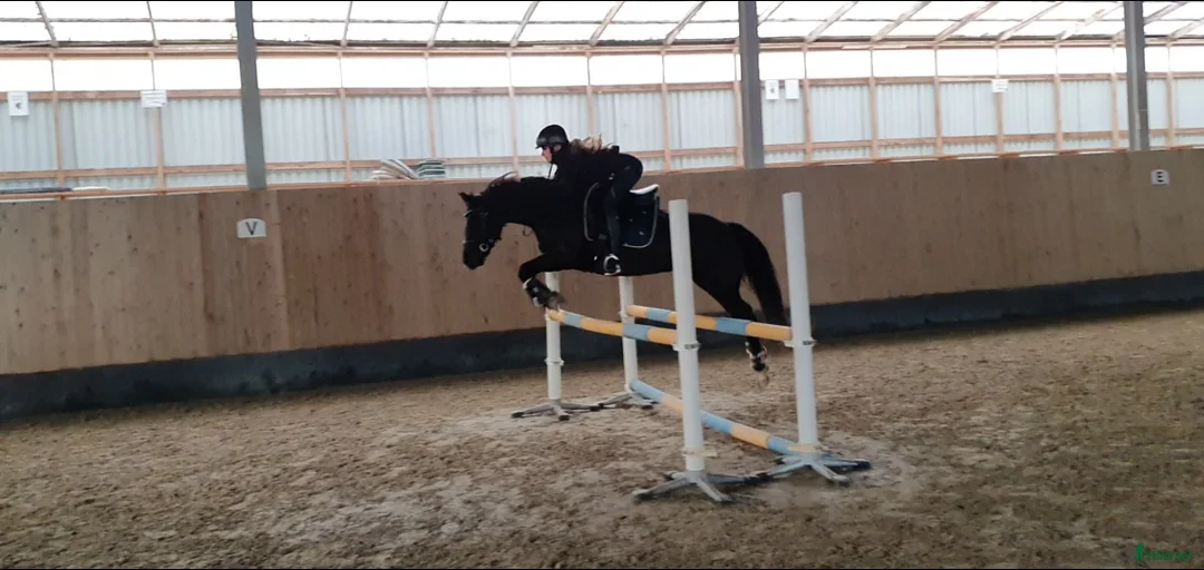 Hoppning hästar till salu: Bästa ponnyn söker ny kärleksfull familj  - Annons 16