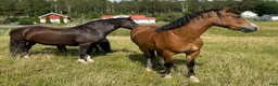 Allround hästar till salu: Femårigt welsh cob sto med framtiden för sig i Partille - Annons 8