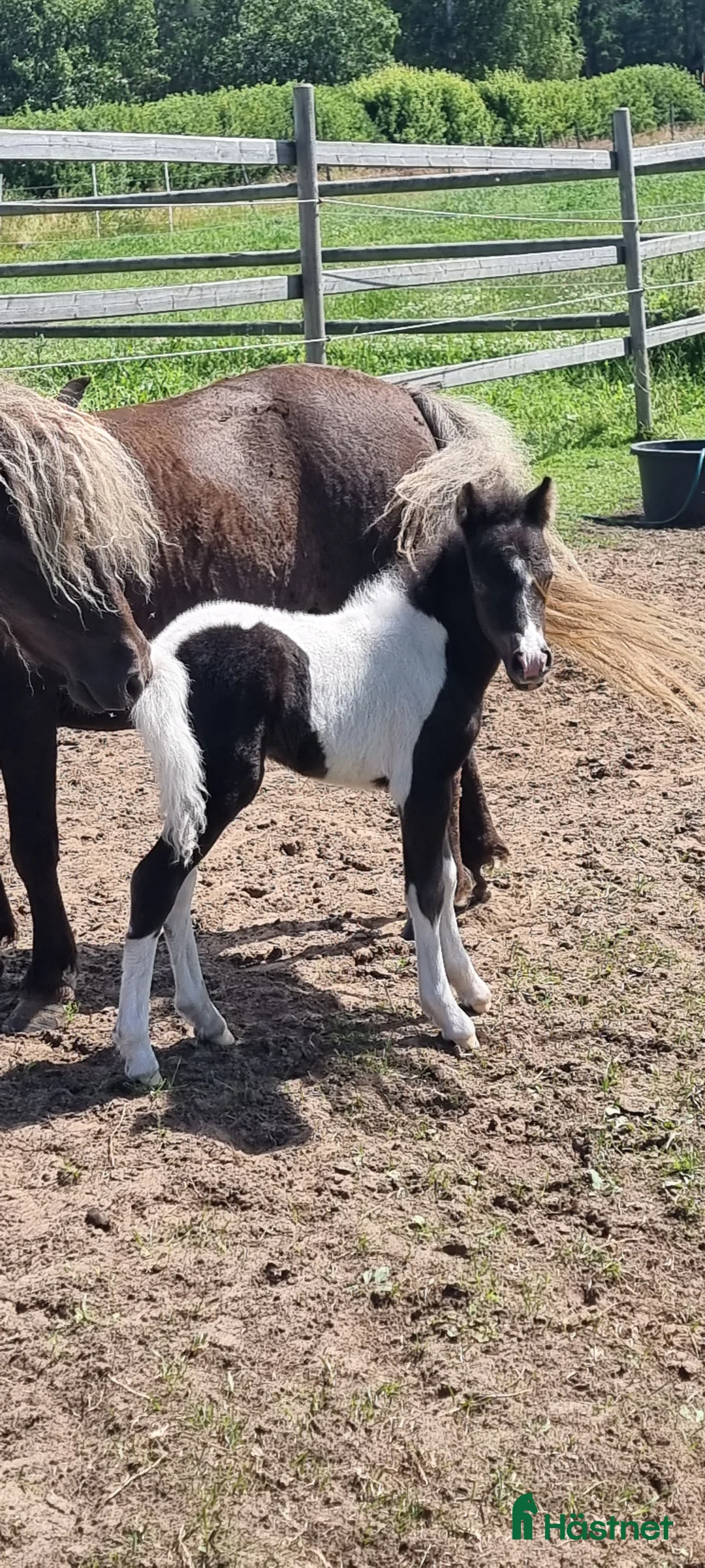Allround hästar till salu: Underbar mini american föl. i Skara - Annons 6