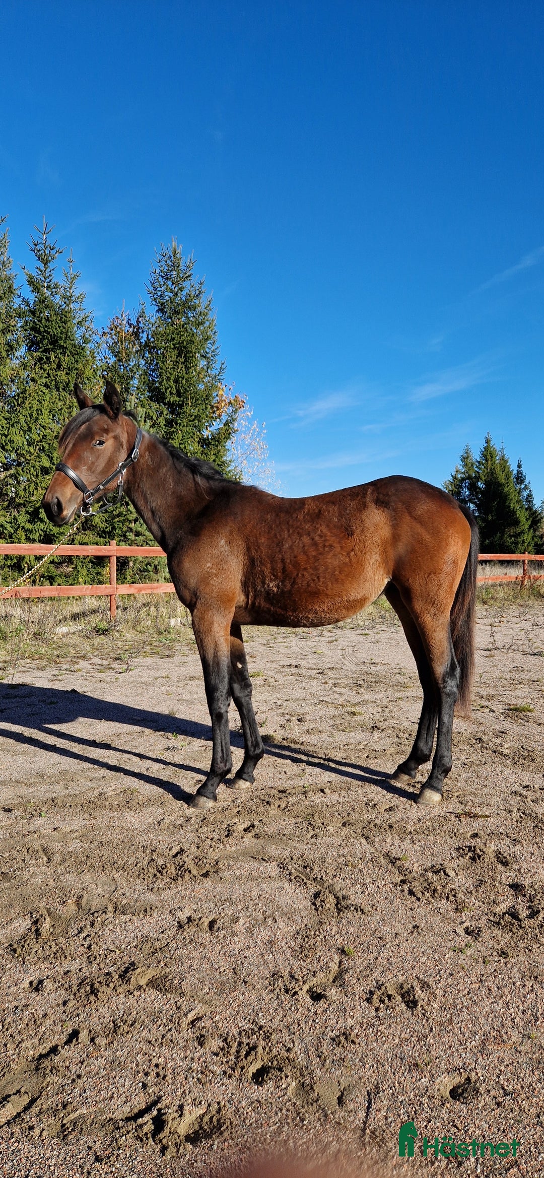 Trav hästar till salu: 1-årssto i Tystberga - Annons 1