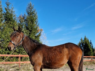 hästar 1-årssto i Tystberga - Annons 6
