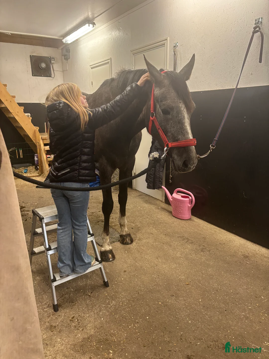 Allround hästar till salu: 4årig Welsh partbreed valack i Alnö - Annons 5