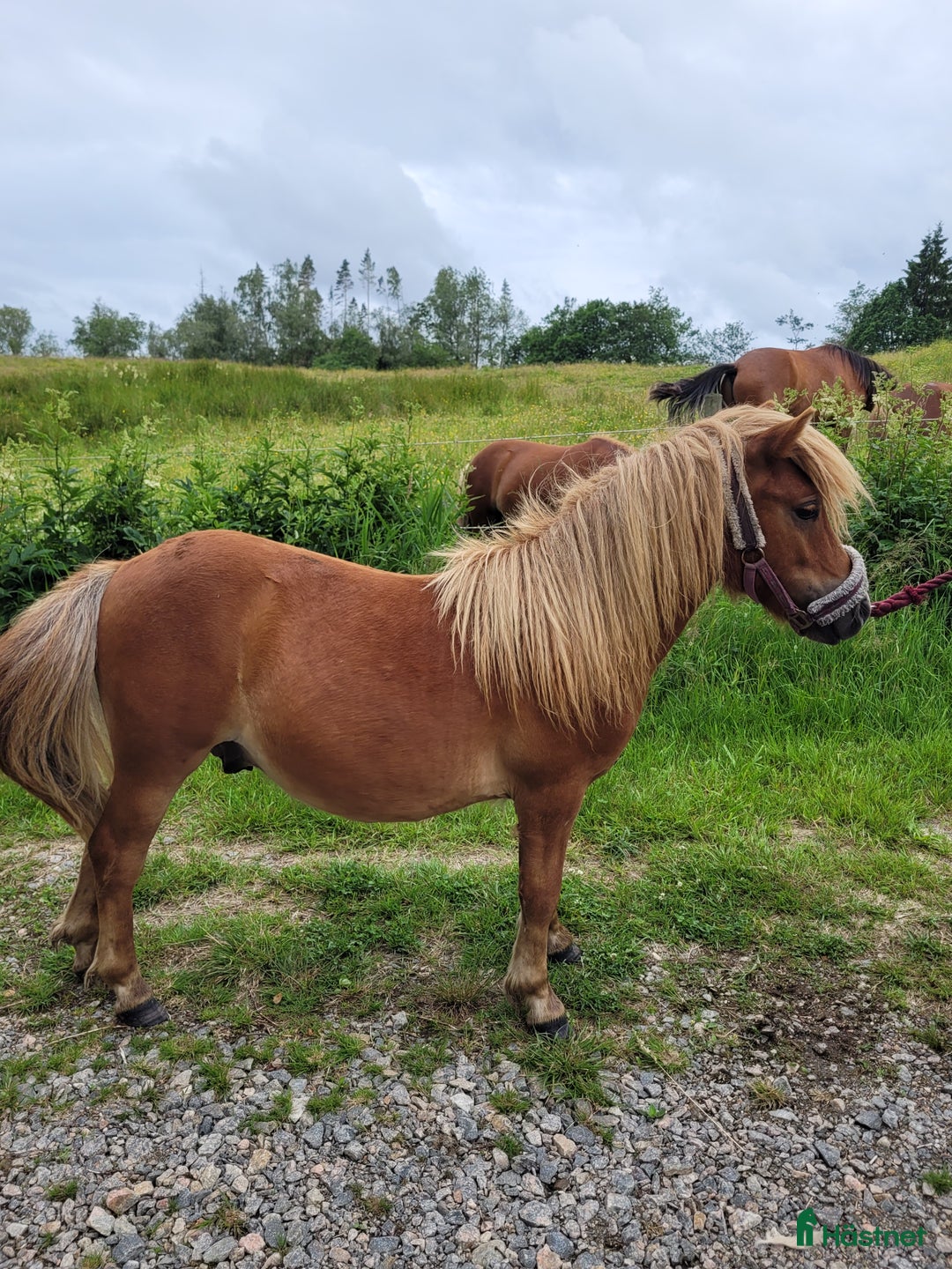 Allround hästar till salu: Social kille i Ljungskile - Bild 4