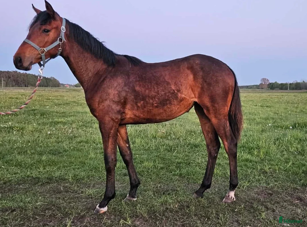 Hoppning hästar till salu: ​Thunder – Kvickt och talangfullt sto e. Contant Q - Annons 4