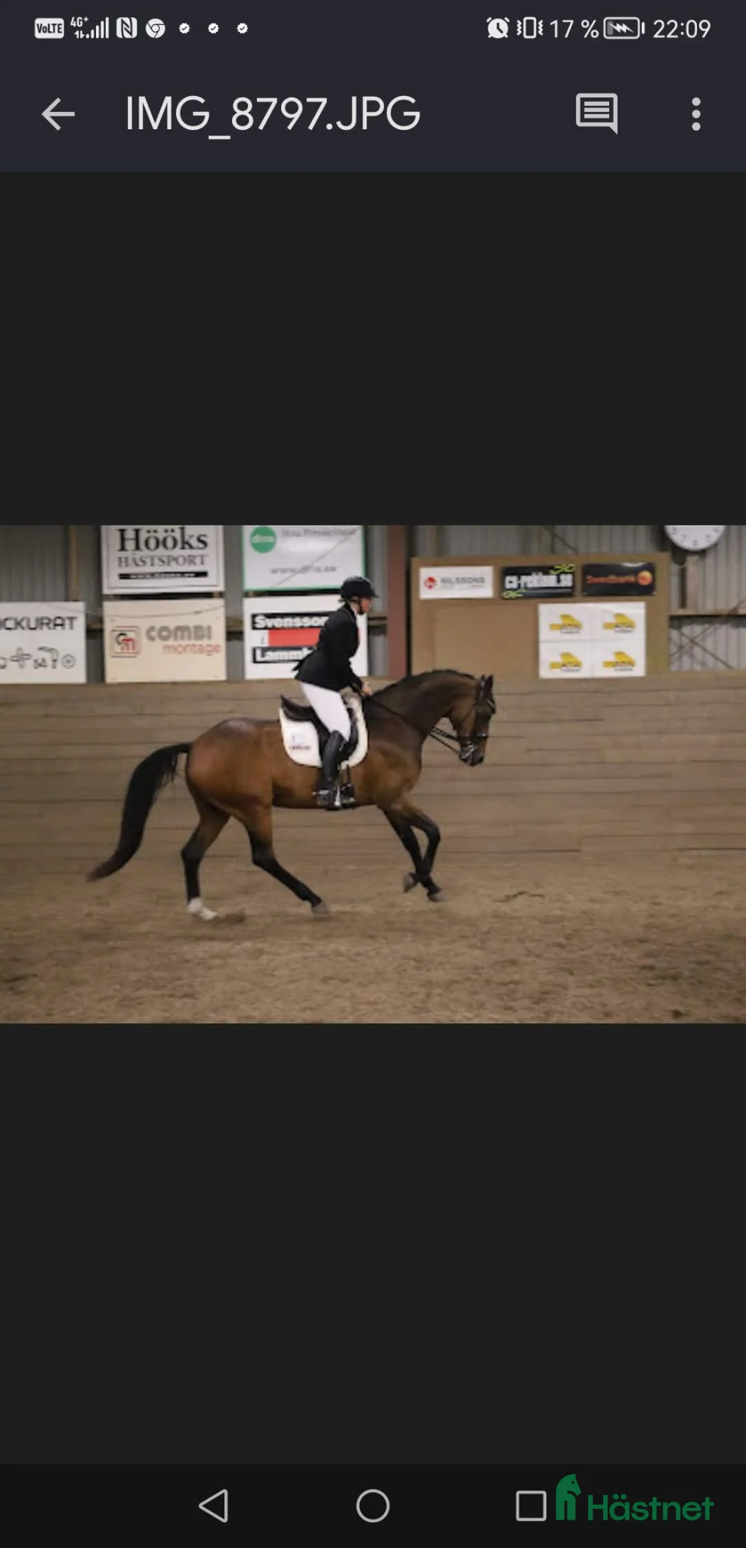 Allround hästar till salu: Tant- Fritid- Familjehäst. - Annons 1