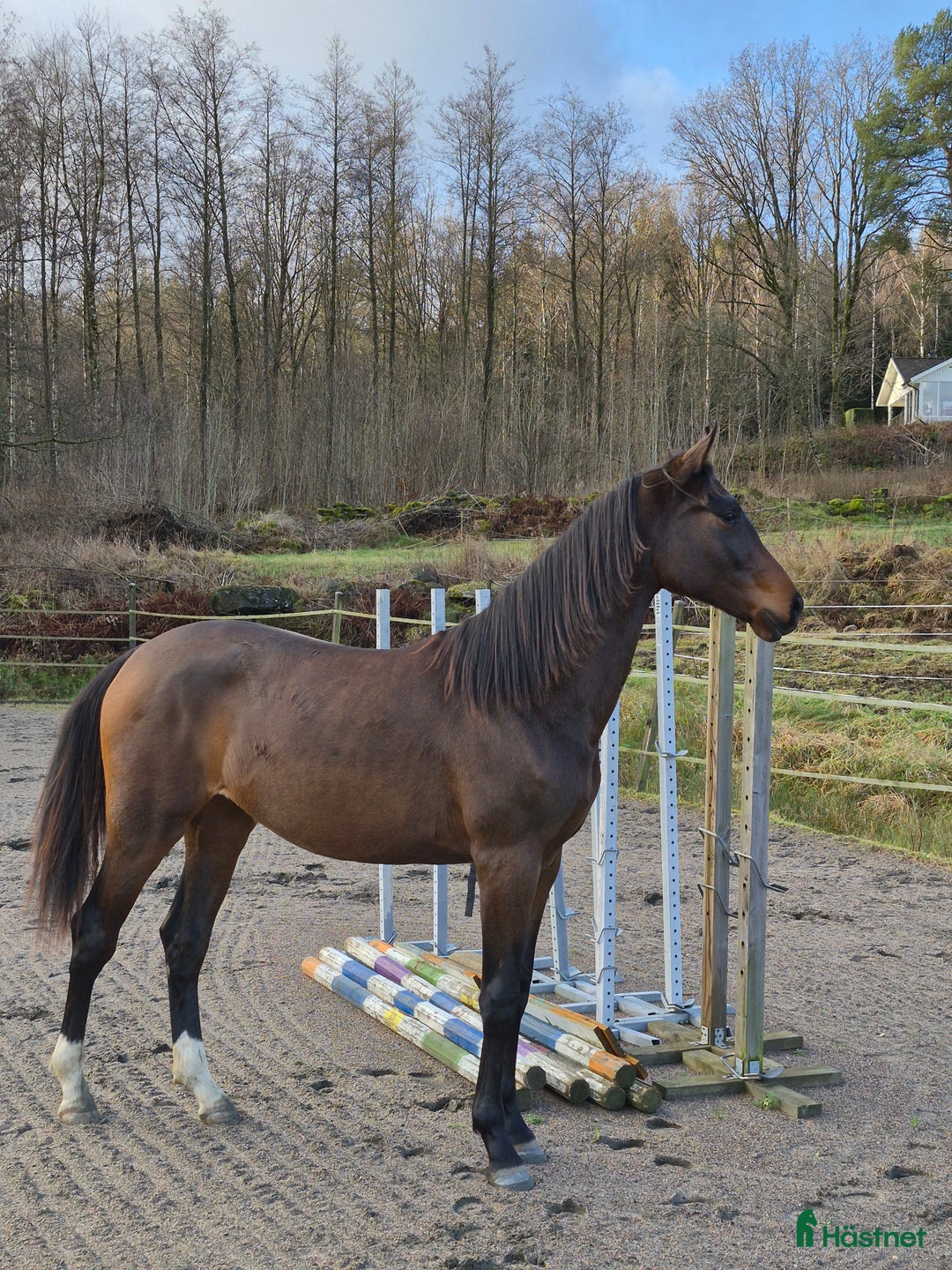 Dressyr hästar till salu: Otroligt social tjej i Horred - Annons 1