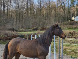 hästar Otroligt social tjej i Horred - Annons 1