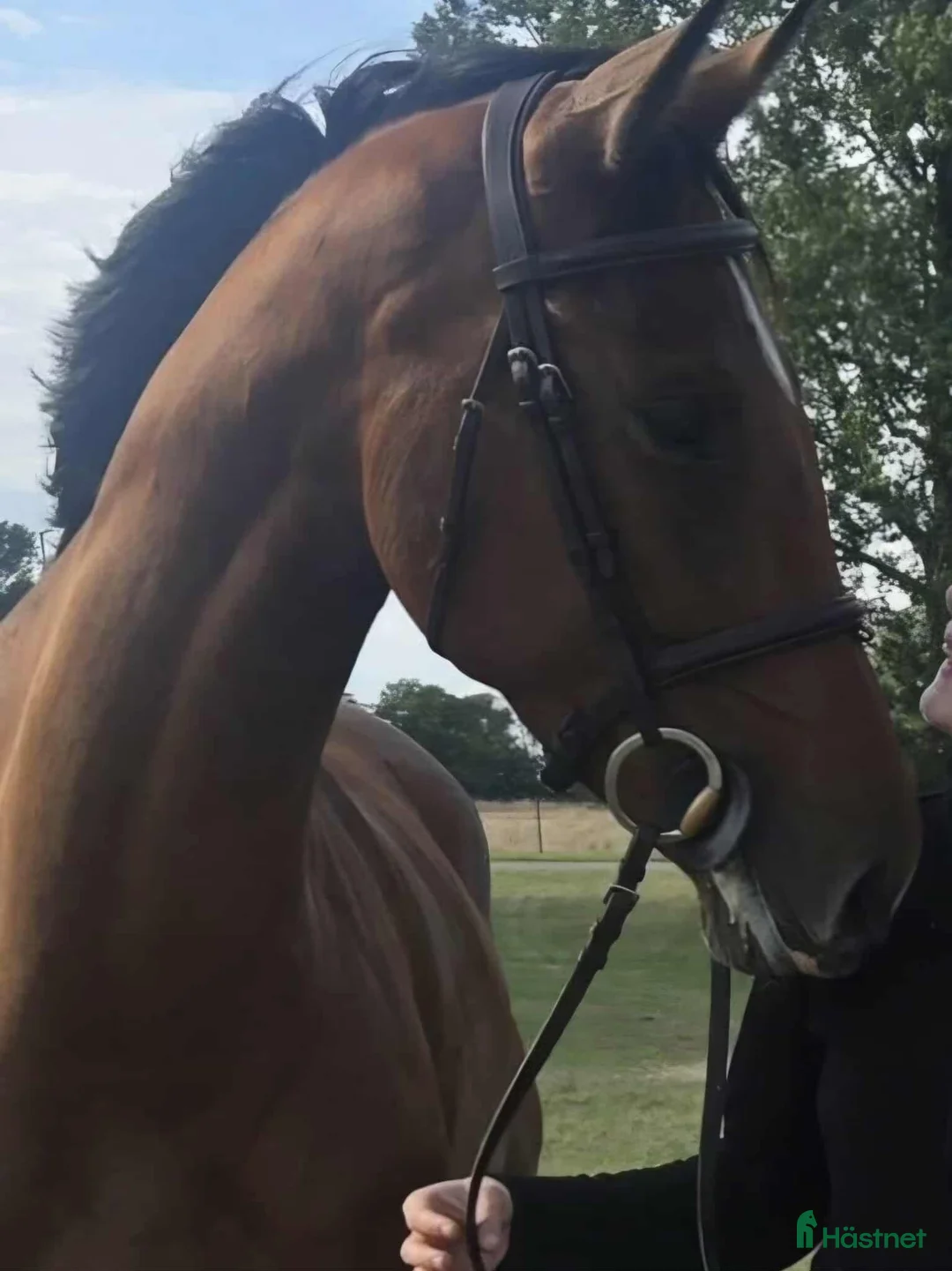 Hoppning hästar till salu: Lovande 5-åring e Cabachon-Cardento - Annons 1