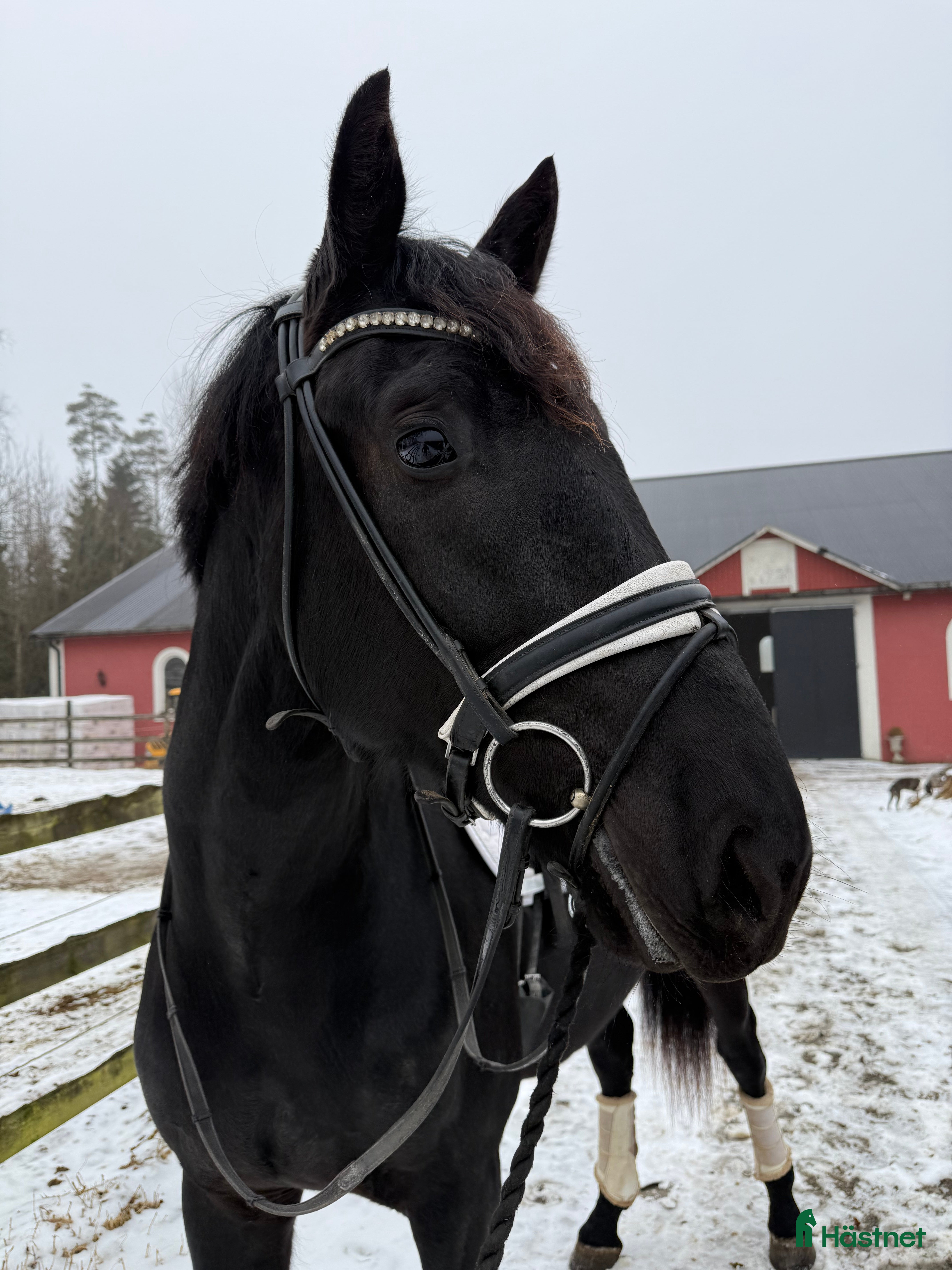  hästar Välstammad, snygg kille! - Annons 1