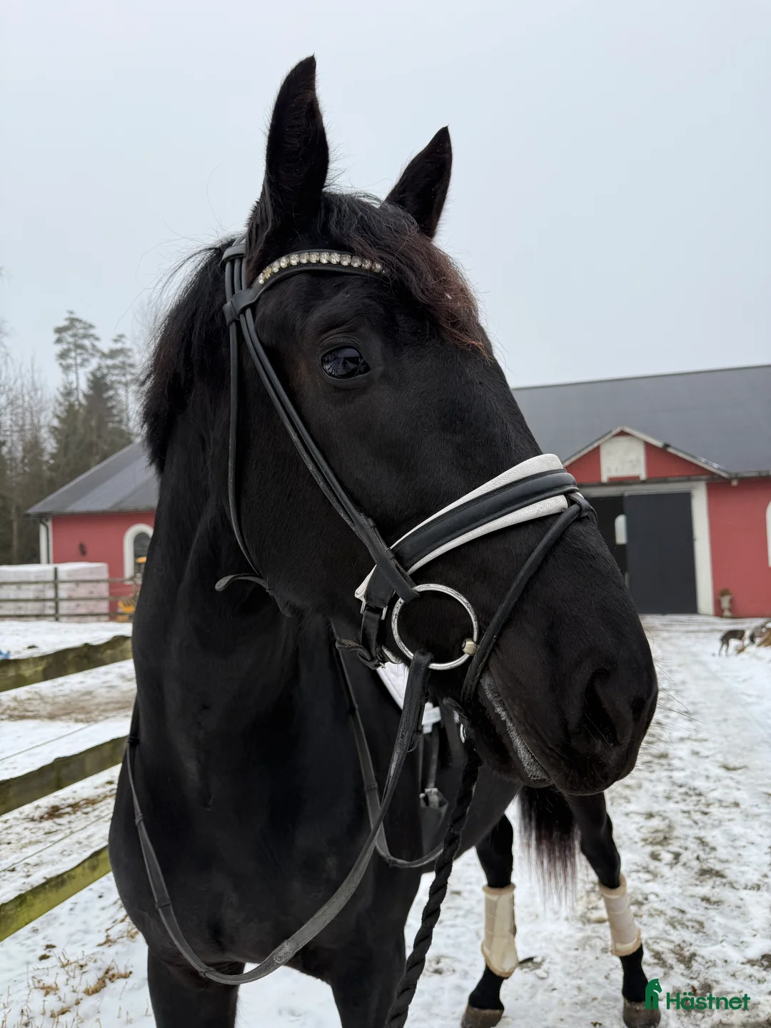Dressyr hästar till salu: Välstammad, snygg kille! - Annons 1