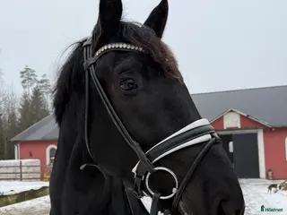 hästar Välstammad, snygg kille! - Annons 6