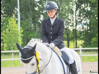 hästar Fodervärd sökes till sällskapsponny - Annons 1