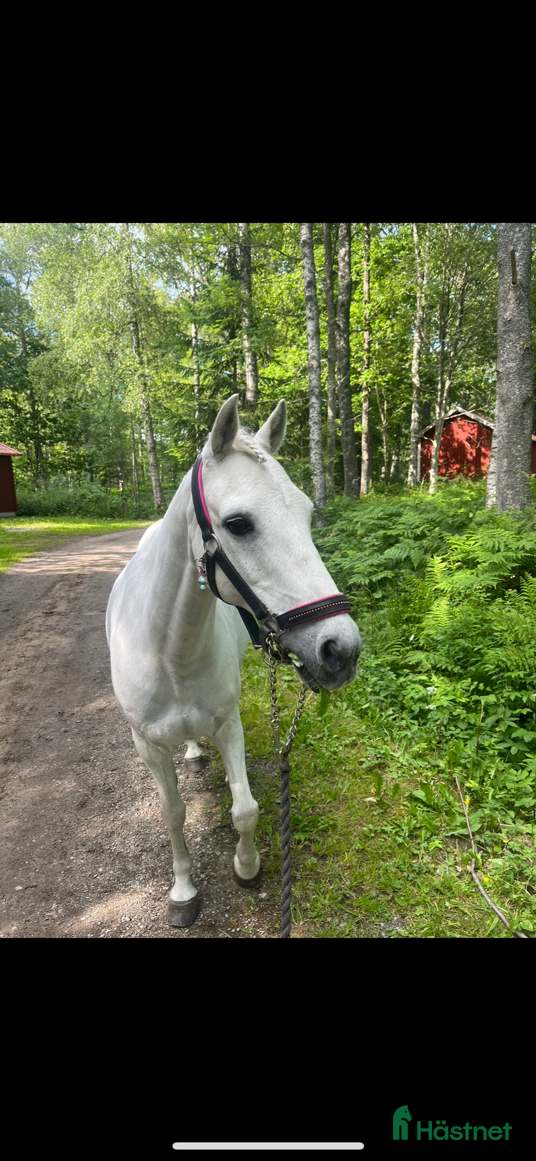 Hoppning hästar till salu: Twilight ||| i Sölvesborg - Annons 6