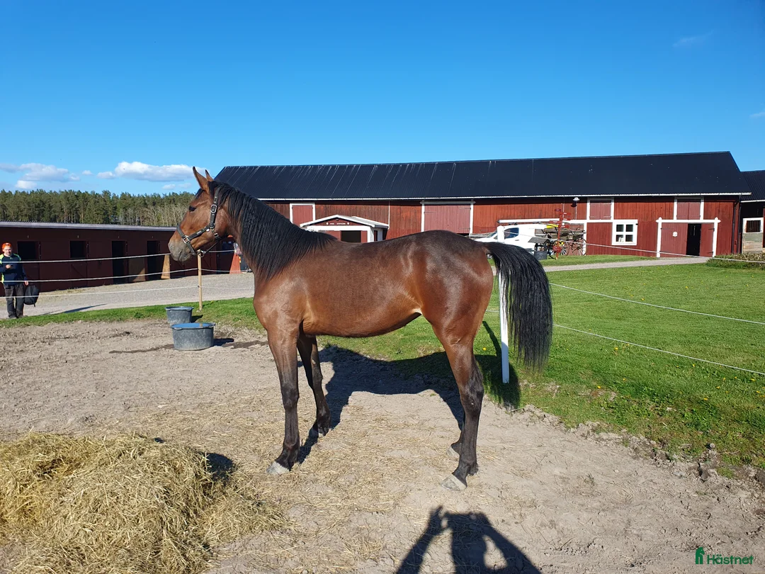Trav hästar till salu: Honey Nou 2 år - Annons 1