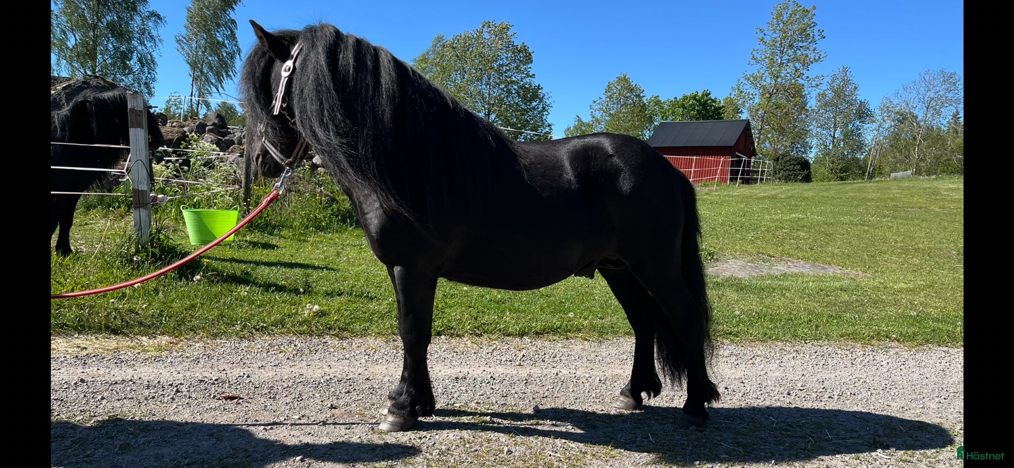  hästar Trevlig Shettis - Annons 22