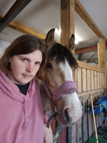 hästjobb i Mölnbo - Annons 10