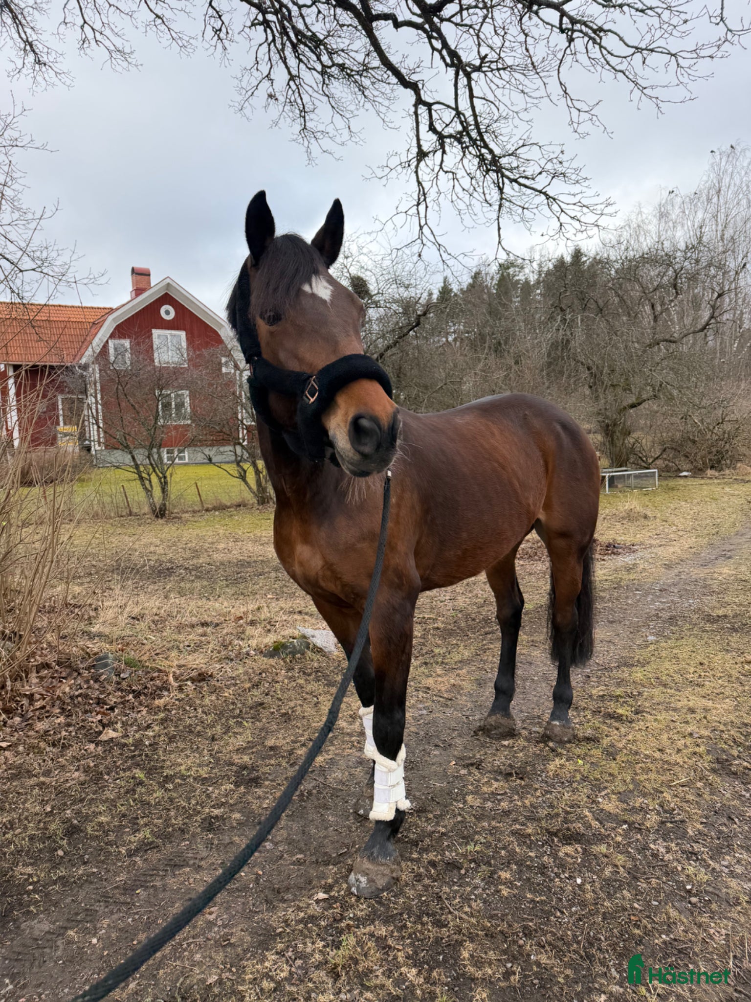  hästar Fin allround häst - Annons 2