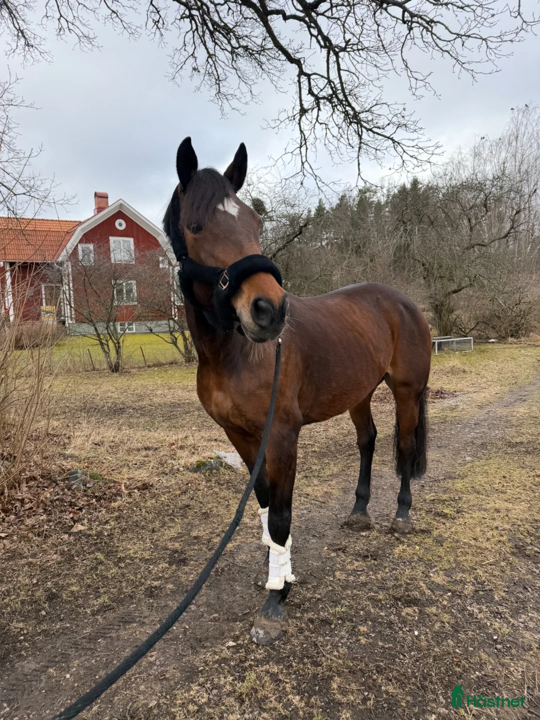 Allround hästar till salu: Fin allround häst - Annons 2