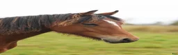Allround hästar till salu: Spännande Welsh cob sto  - Annons 5