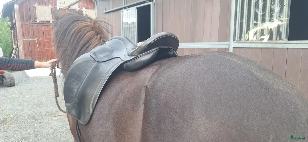 Sadlar hästutrustning till salu: Eques Levis Plus - Annons 3