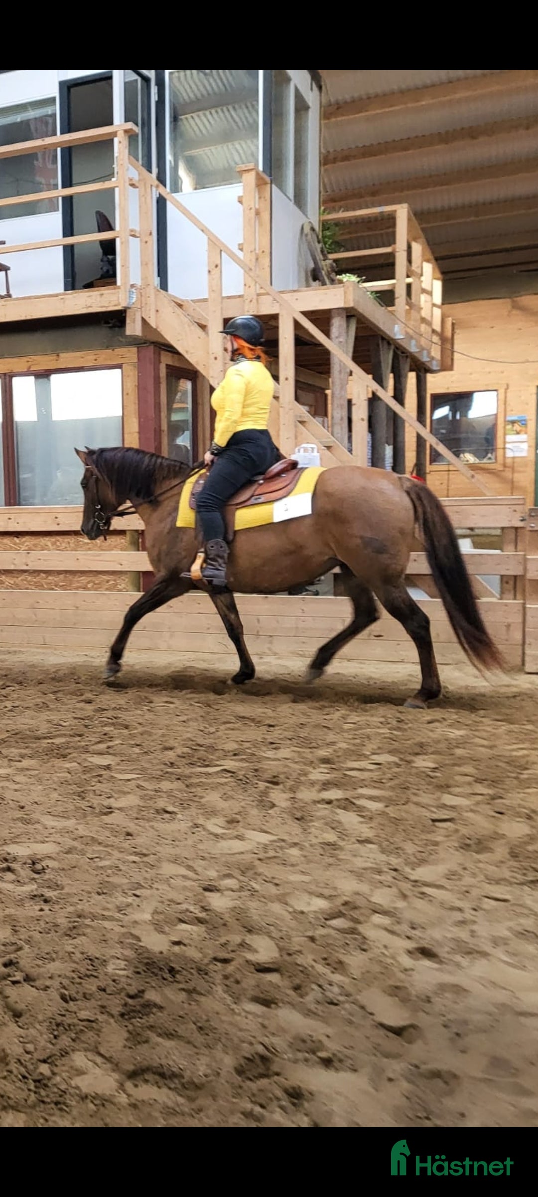 Western hästar till salu: American Quarter horse sto red dun reining  i Lund - Annons 2