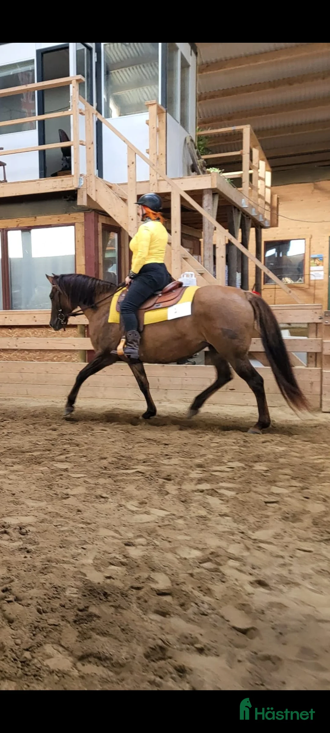 Western hästar till salu: American Quarter horse sto red dun reining  i Lund - Annons 2