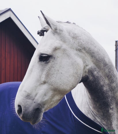hästjobb i Ösmo - Annons 18