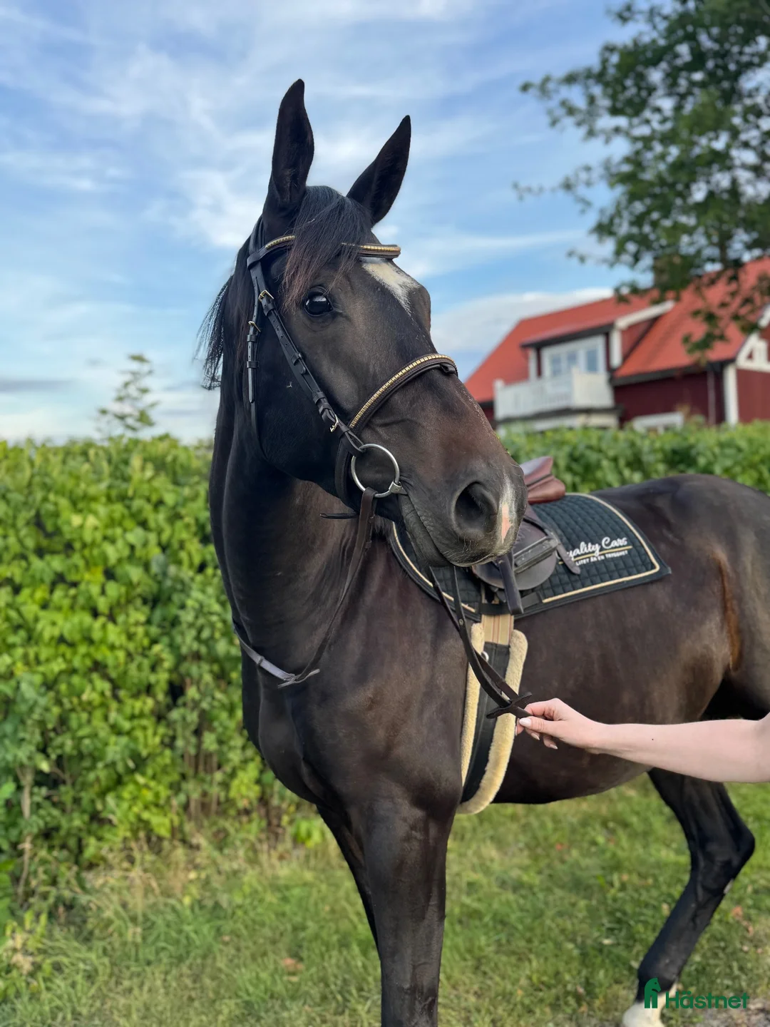Fälttävlan hästar till salu: Lovande unghäst 🌟 - Annons 3