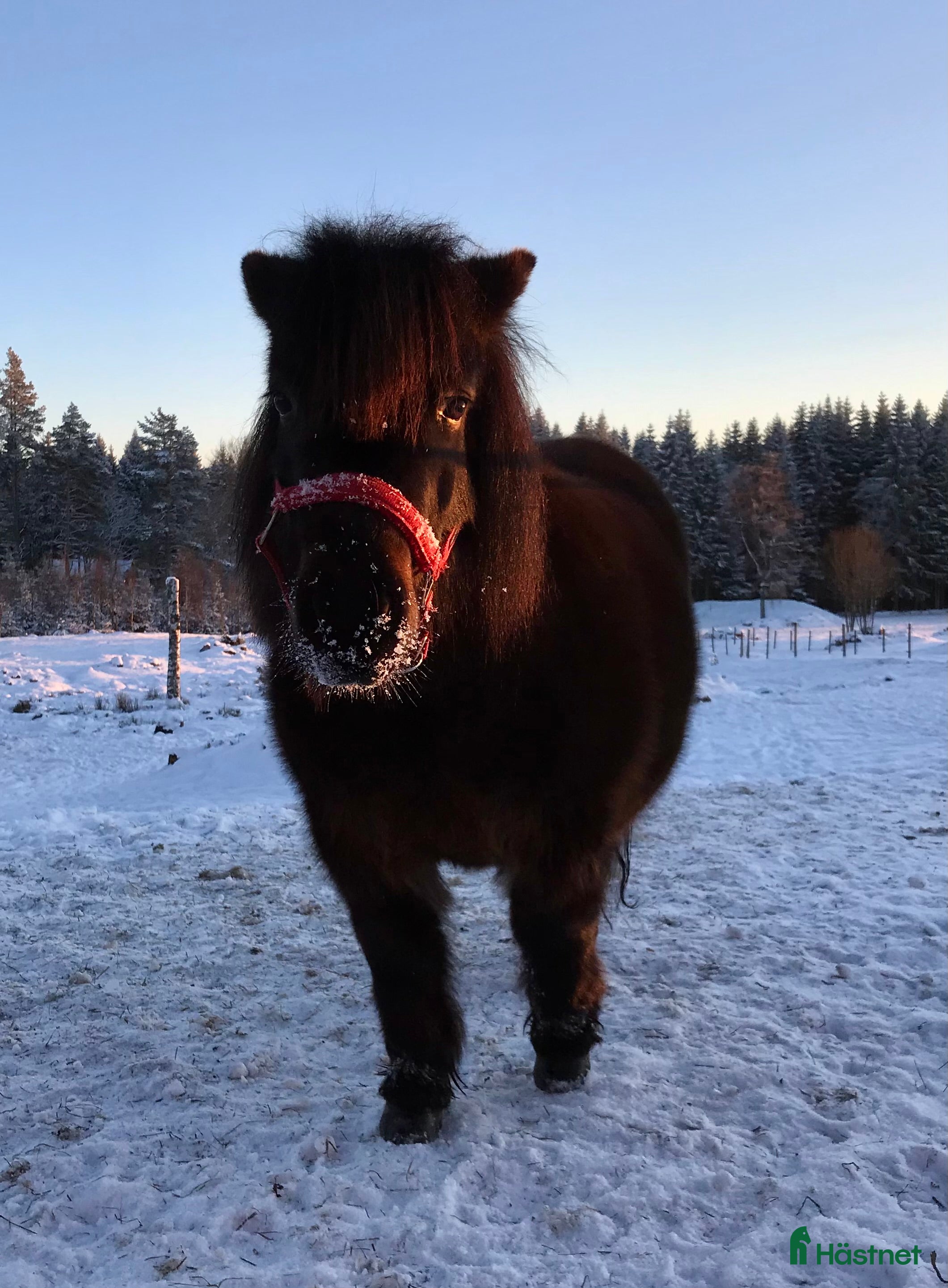  hästar Sällskapsponny söker nytt hem - Annons 2
