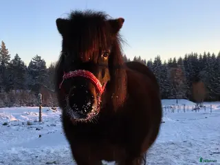 hästar Sällskapsponny söker nytt hem - Annons 2