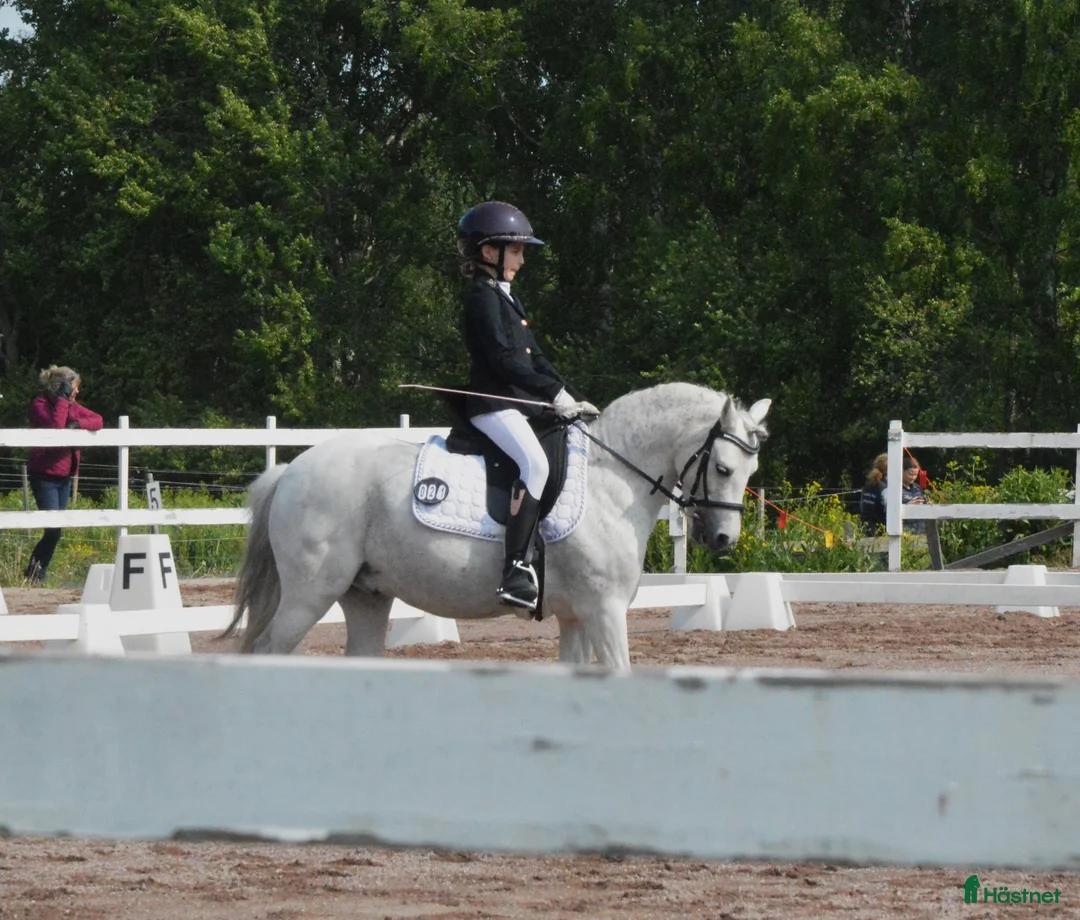  hästservice finnes: Inridning/utbildning/tävling - Annons 1