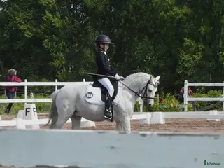 hästservice Inridning/utbildning/tävling - Annons 13