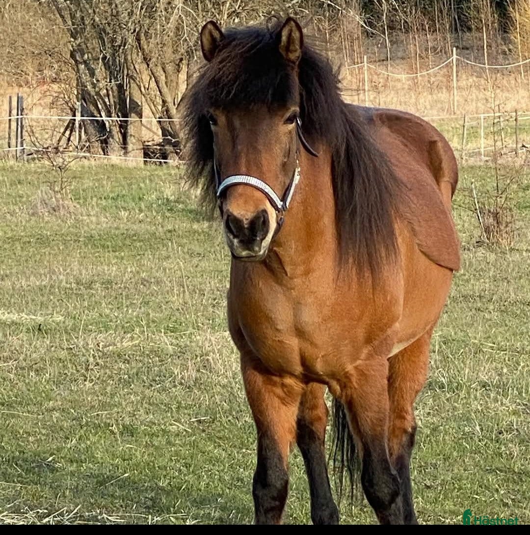 Island hästar till salu: Extremt snällt sto.  i Södertälje - Annons 2
