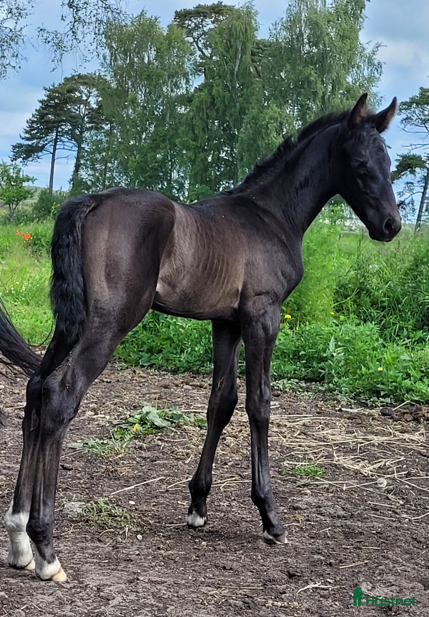  hästar Högrest ettåring - Annons 14