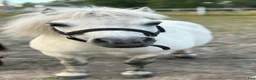 Allround hästar till salu: Världens sötaste Pixel - Annons 1