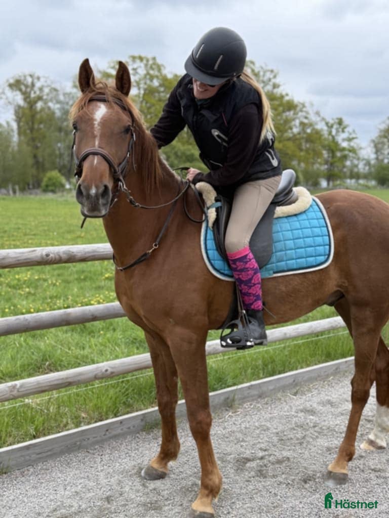  hästar Angloarab  i Vislanda - Annons 3