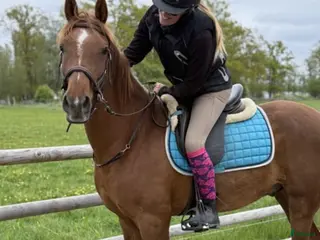 hästar Angloarab i Vislanda - Annons 11