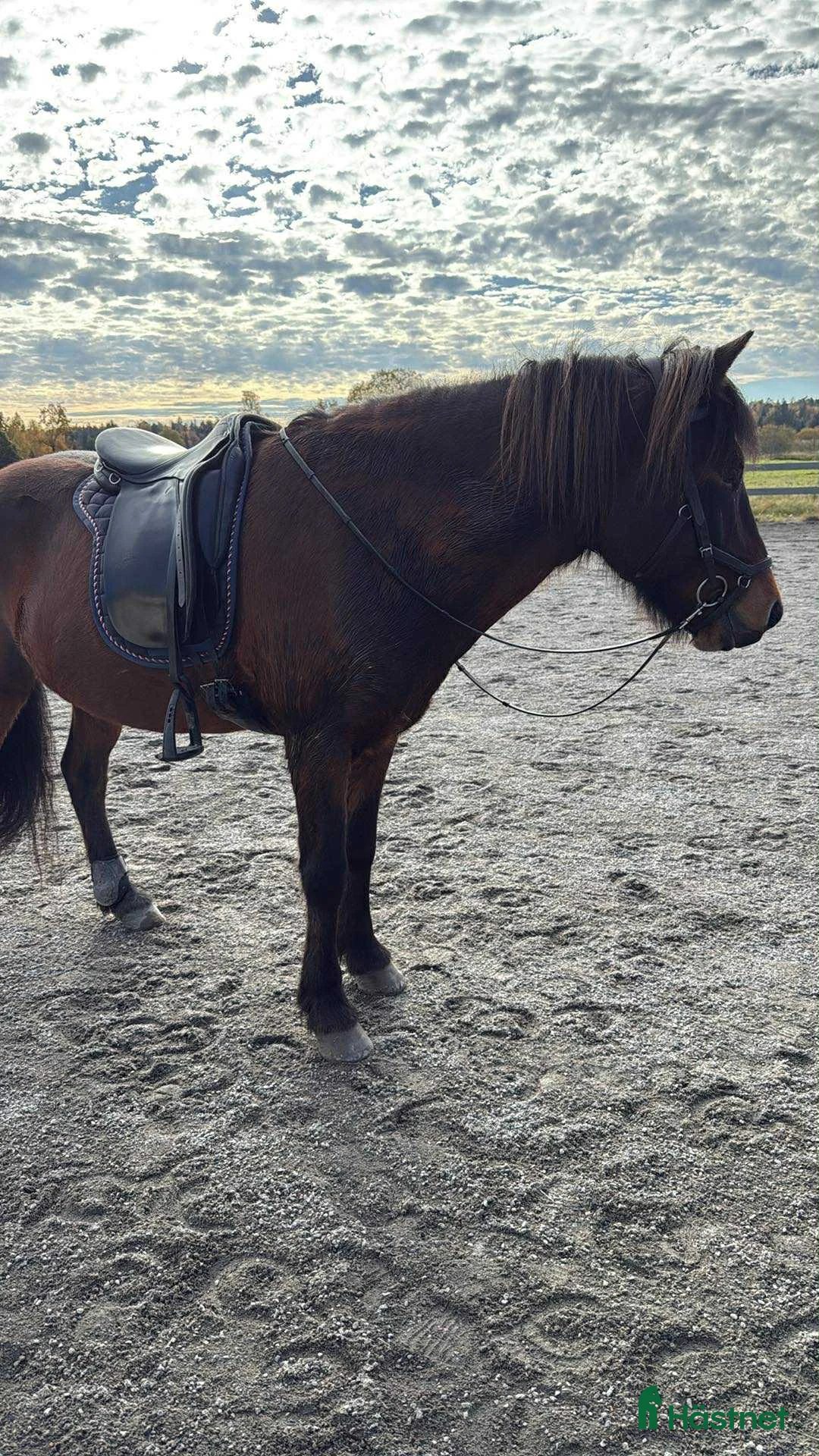 Island hästar till salu: Skapari fra Skipaskaga  - Annons 2