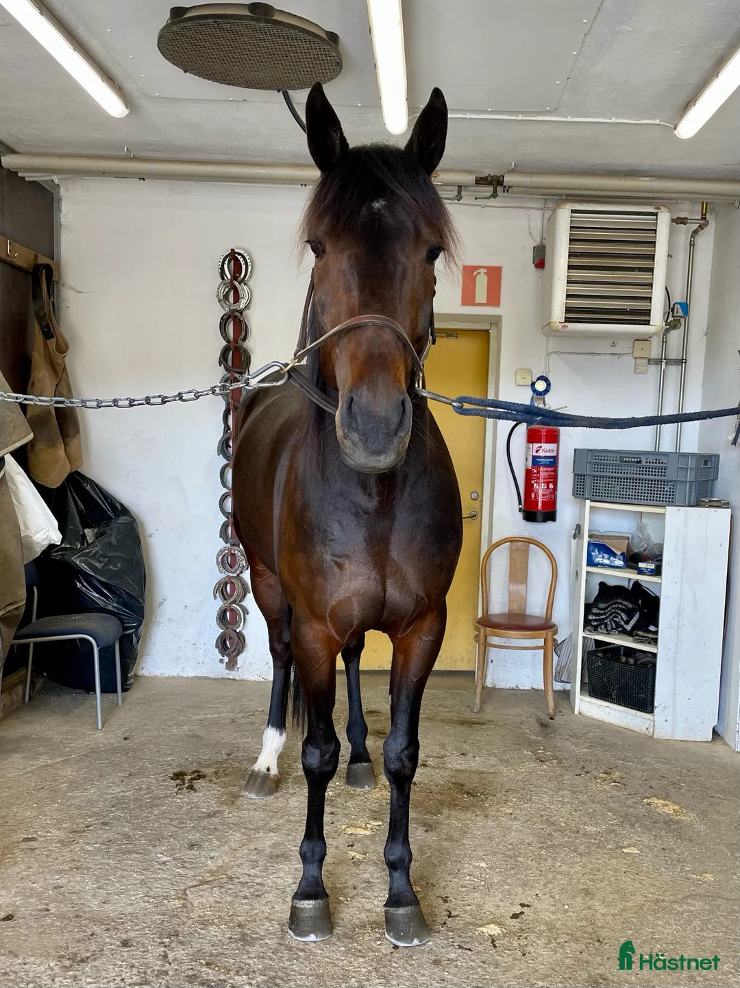 Trav hästar till salu: Toppstammad hingt e Muscle Mass - Annons 2