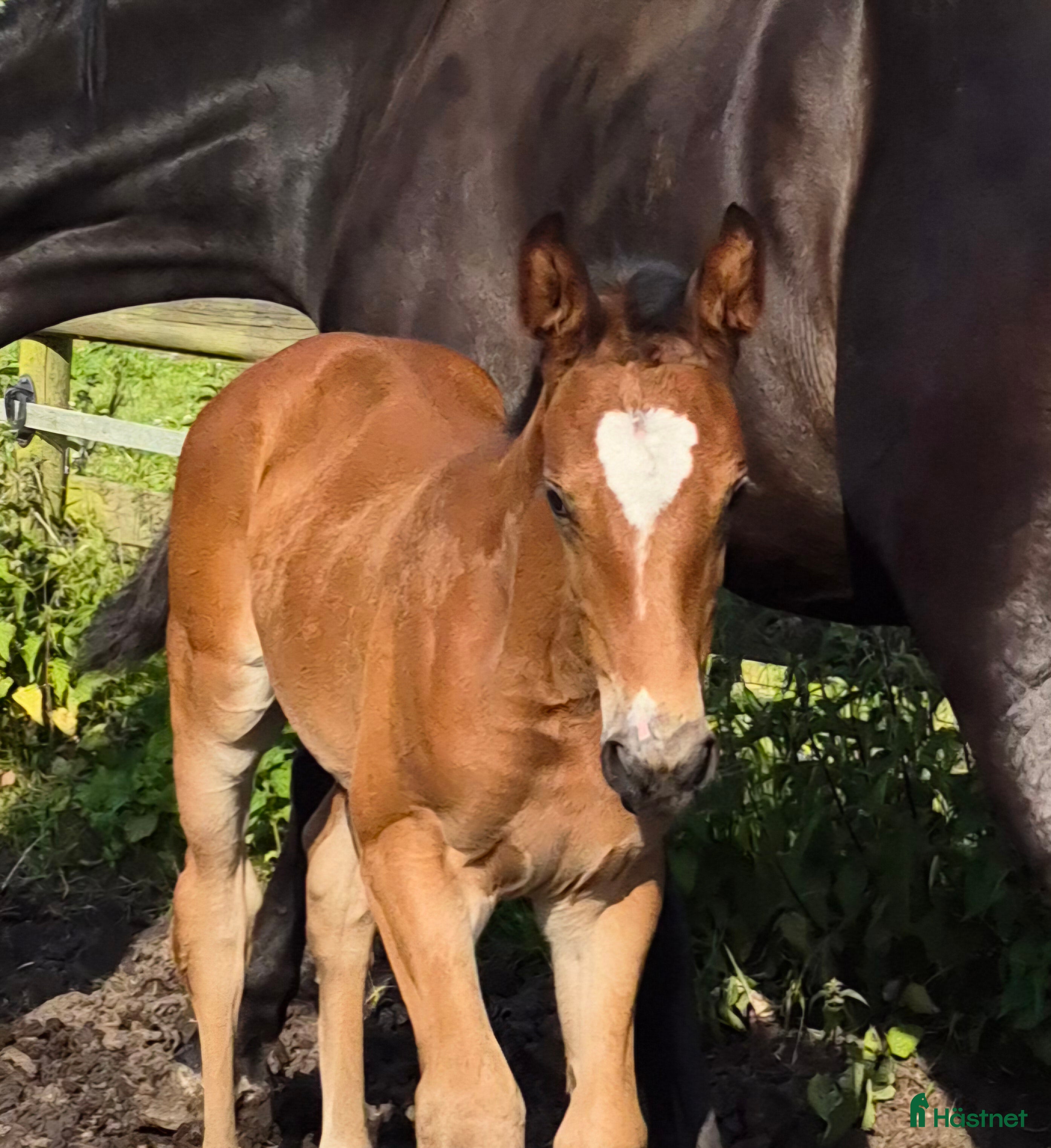 Hoppning hästar till salu: Sto Akarad Hero z - Levi VDL ev byta / bytes i Dösjebro - Annons 3