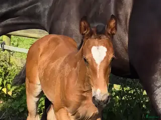 Hoppning hästar till salu: Sto Akarad Hero z - Levi VDL ev byta / bytes - Annons 2