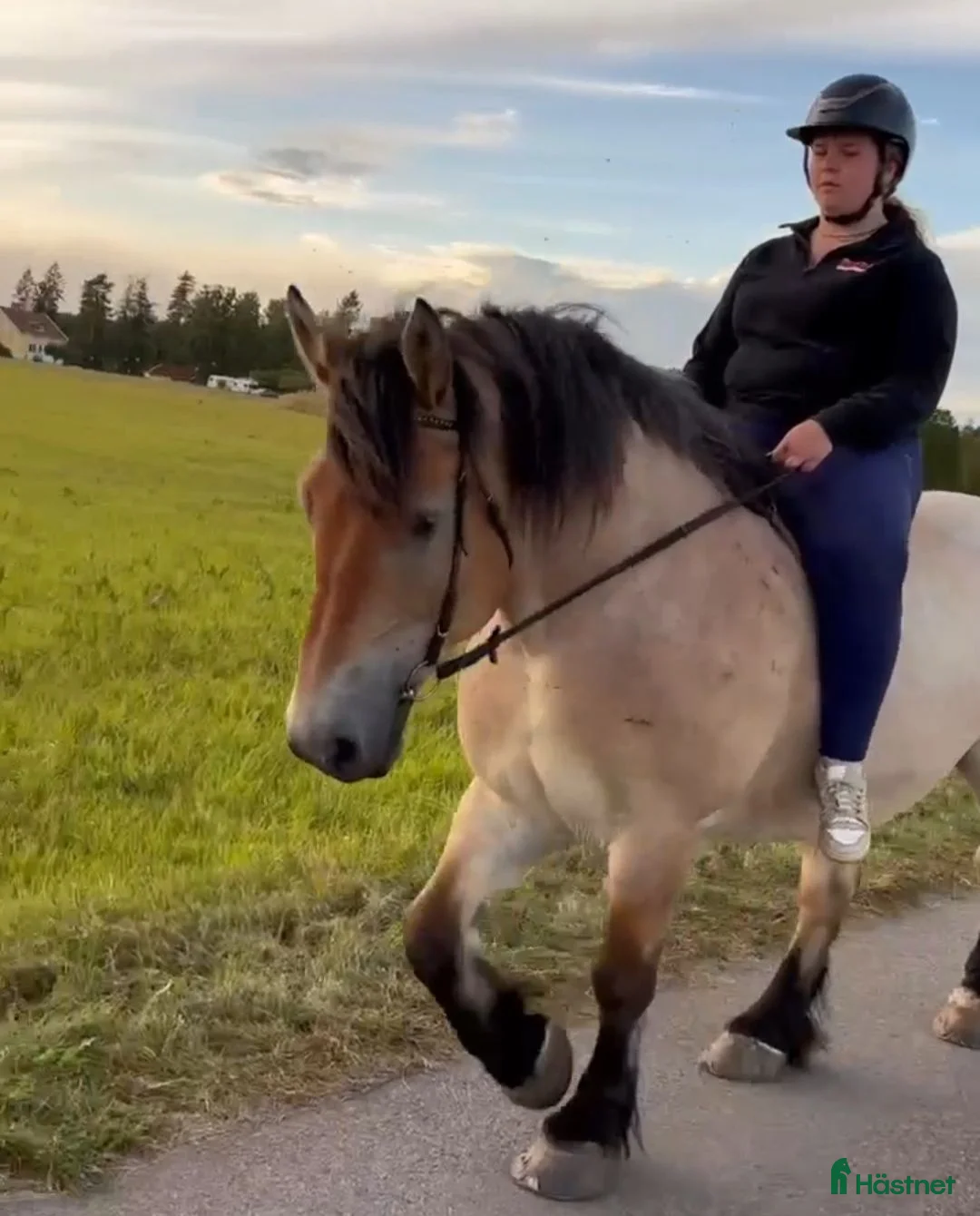 Allround hästar till salu: Uthyres: trygg skogsmulle-Ardenner - Annons 2