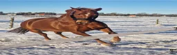 Western hästar till salu: ⭐️Intressekoll ⭐️ Willie  - Annons 2