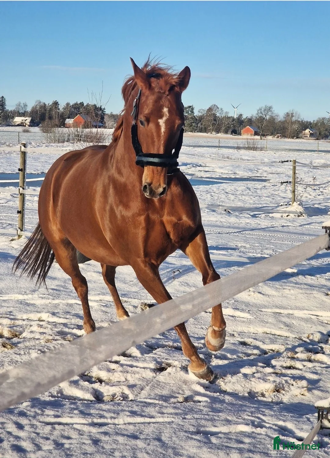 Western hästar till salu: ⭐️Intressekoll ⭐️ Willie  - Annons 2